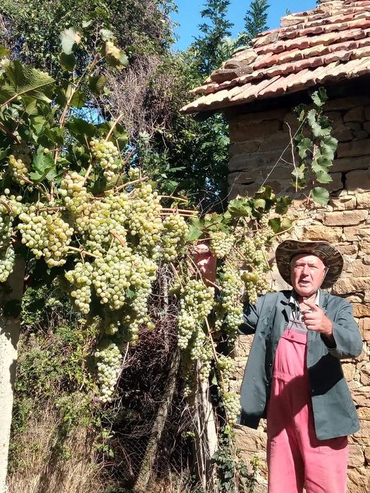 Лозов посадъчен материал