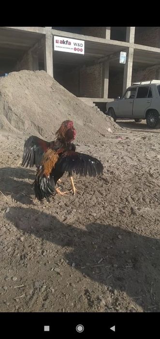 Xoroz yaxshi soglom yeb ichishiga Garantiya