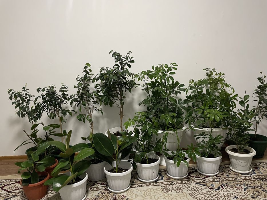 Комнатные растения