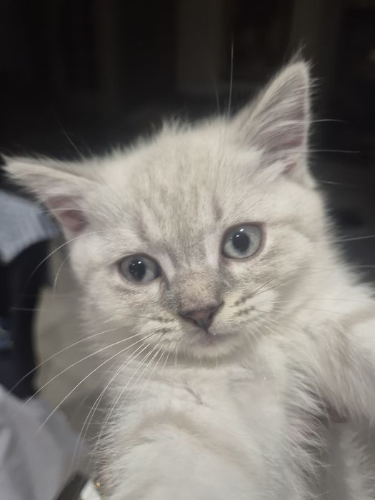 Британски котенца