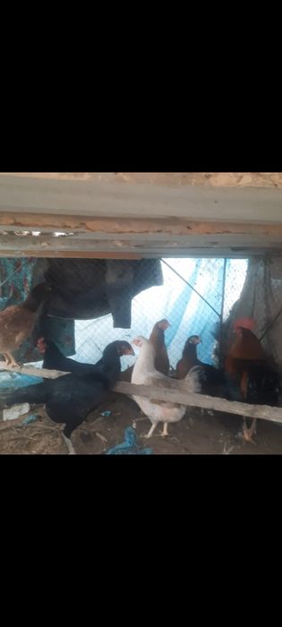 Товукла сотилади