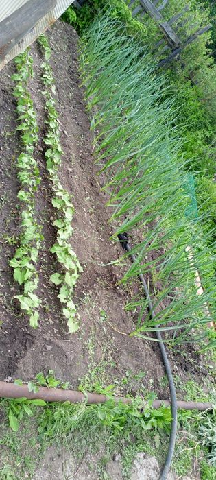 Продаю срочно дачу ДО МИЧУРИНЕЦ