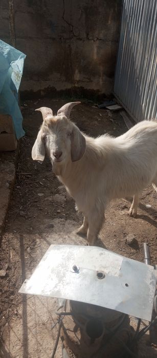 Козел годовалый смешанный