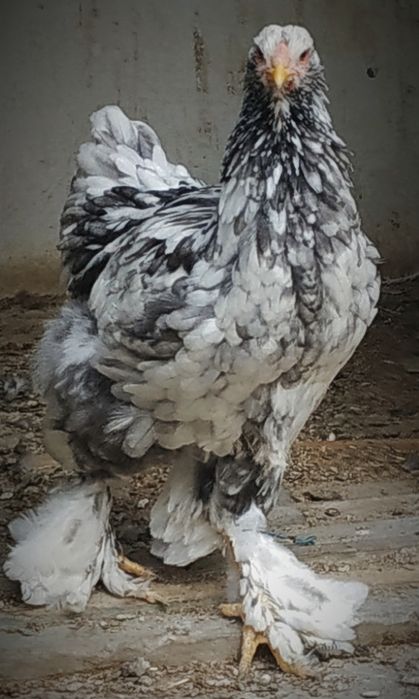 Красотка Брама Голубой Мрамор 6 месяцев.