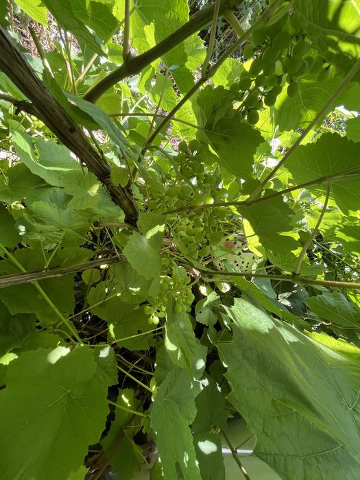 Продам дачу (НЕ В ГОРОДЕ)