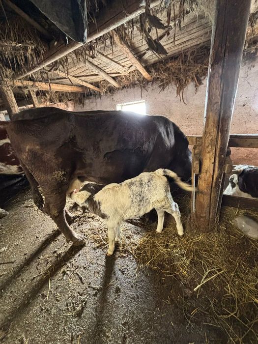 Am  vitei de vanzare