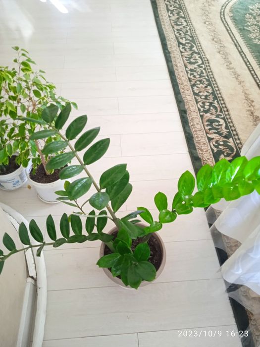 Замиокулькас комнатные растения