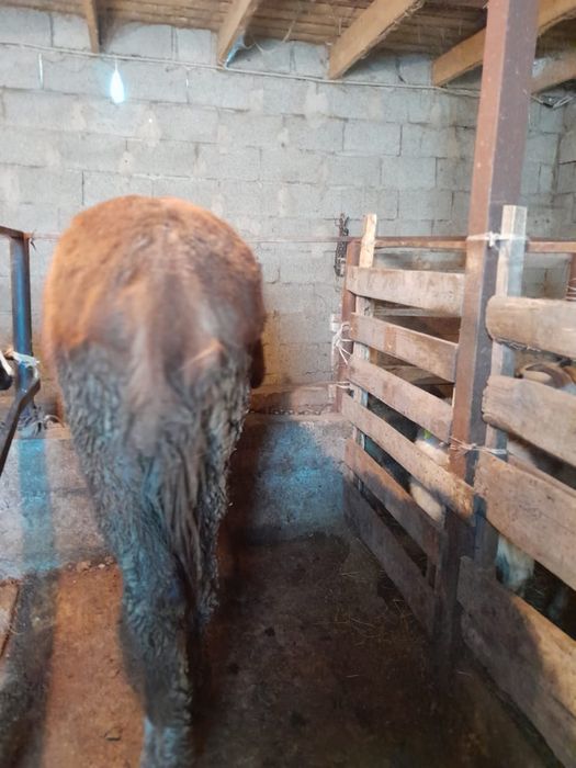 Ашаннан тегін порно