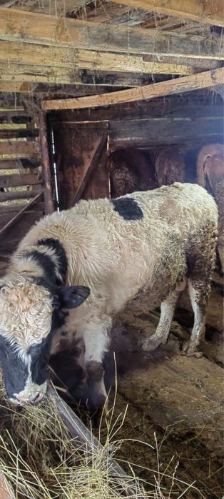 Сиыр бука сатылады