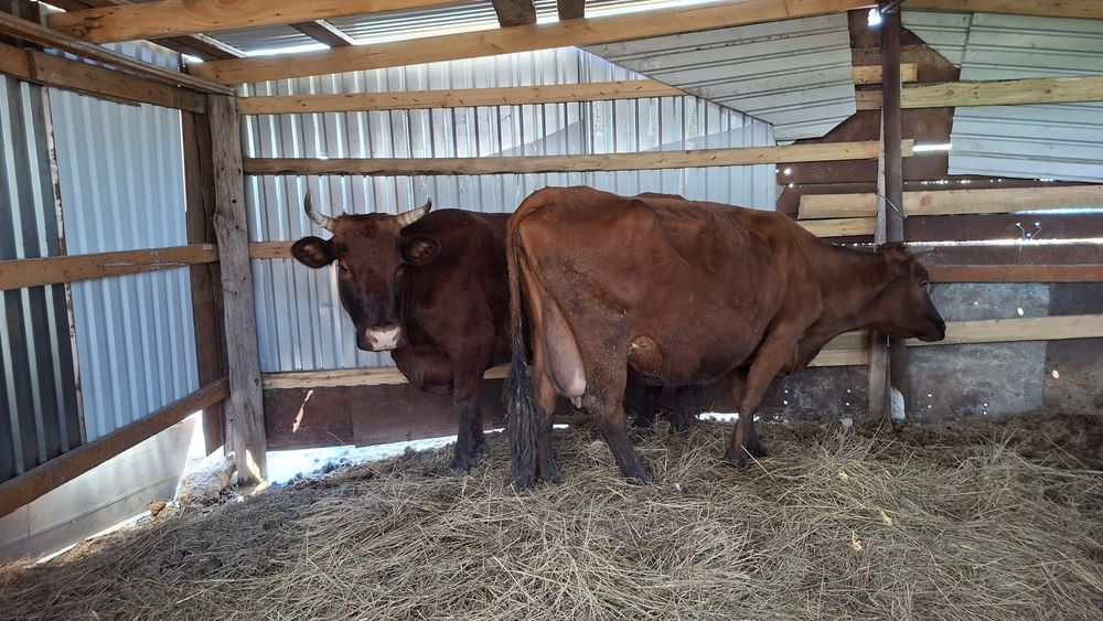 Сүтті сиырлар сатылады