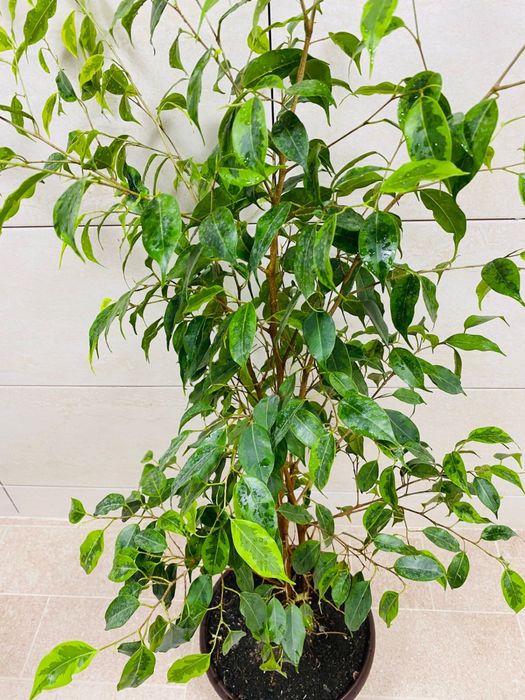 Продам фикус 110 см