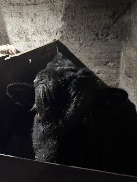 Бычок 9месяцев продам пишите