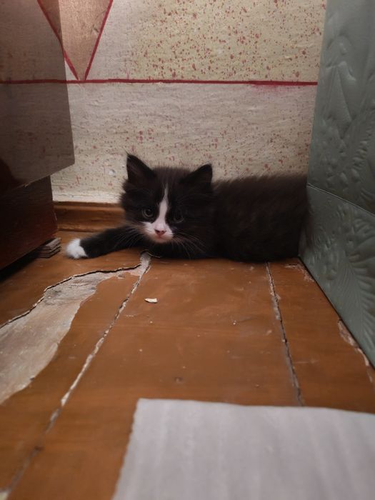 Отдам в хорошие руки 4 котят.