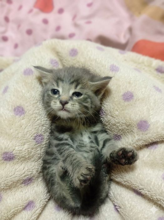 Отдам даром котят смесь с Мейн куном