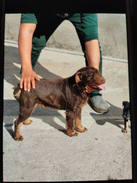 Вязка собак. Не продажа