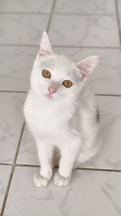 Котенок в добрые руки, девочка