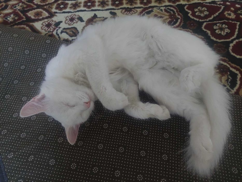 Almashtirib beriladi yoqmasa