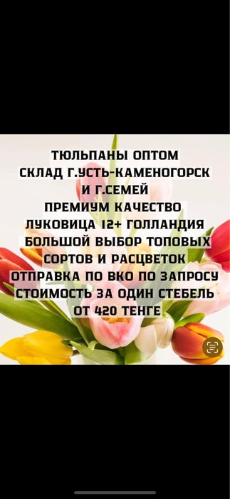 Продажа тюльпанов оптом к 8 марта