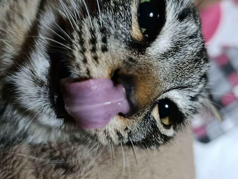 Ищу кота для кошки