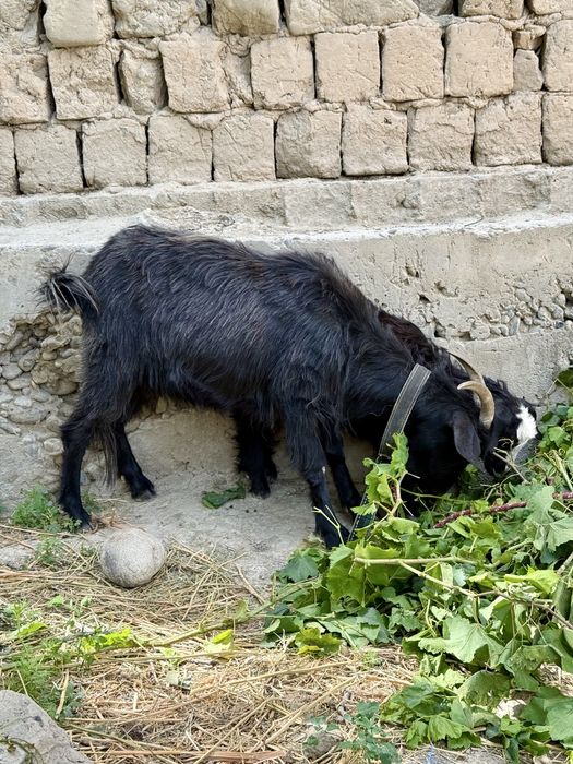 Zudlik bilan ona bola echki sotiladi