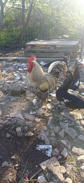 Cocoș austrolop .