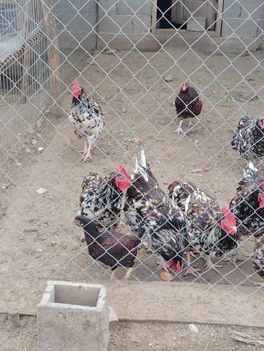 Vând 4 cocoși Sussex Porțelan,100 Ron negociabil.