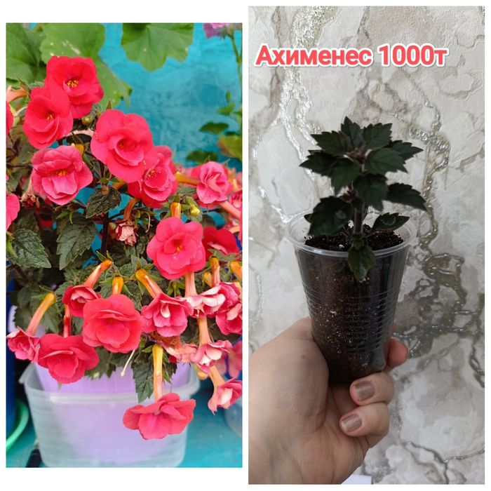 Комнатные растения