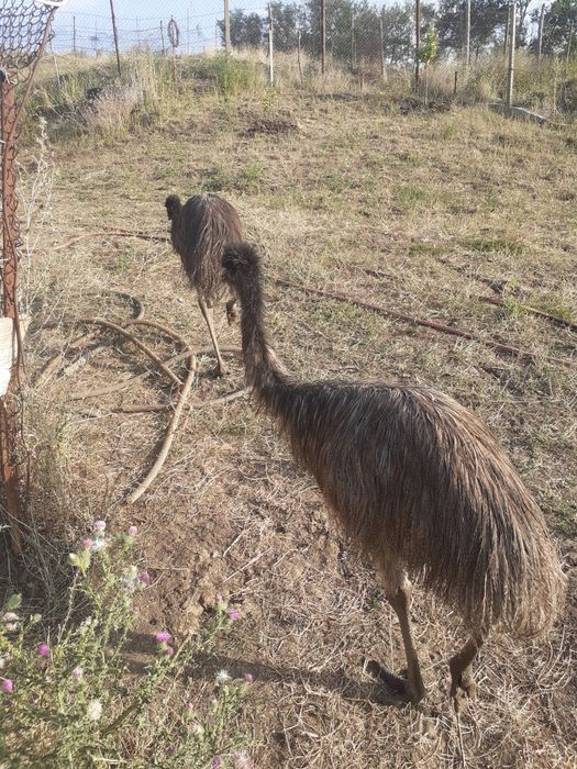 Pui strut emu australian