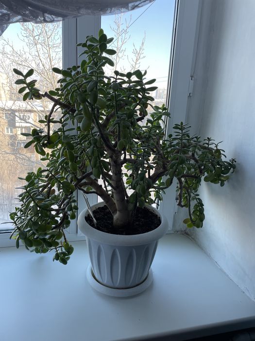 Денежное дерево/ толстянка