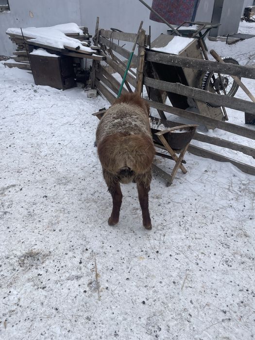 Кошкар 7-8 ай калада