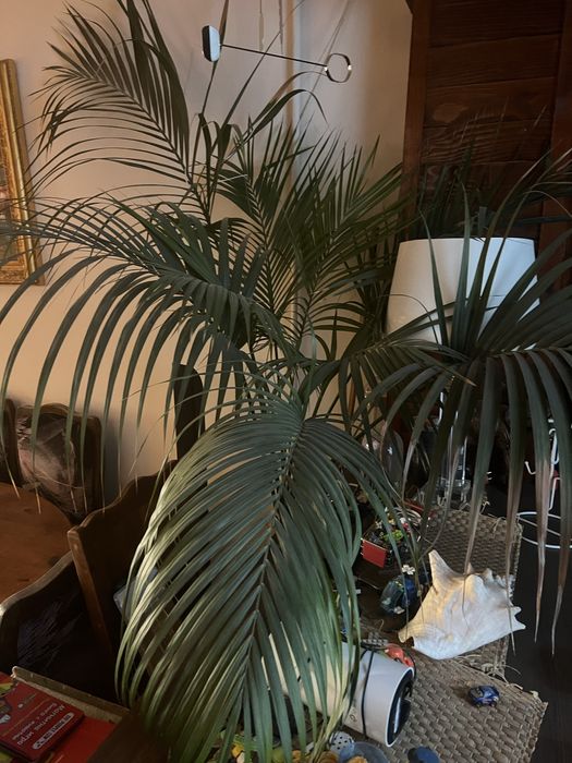 Палма. Финикова. В чудесно здраве. Над 20 годишна