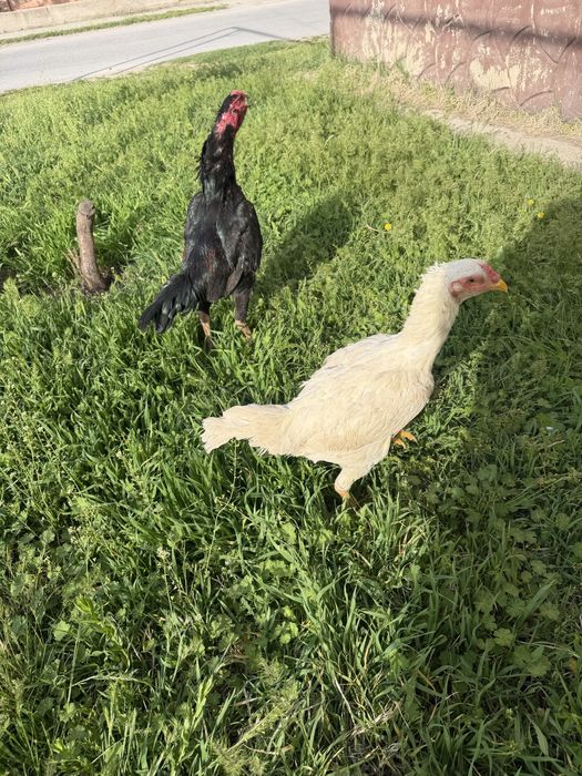 Бойцовский Корейская  куры белый чисто