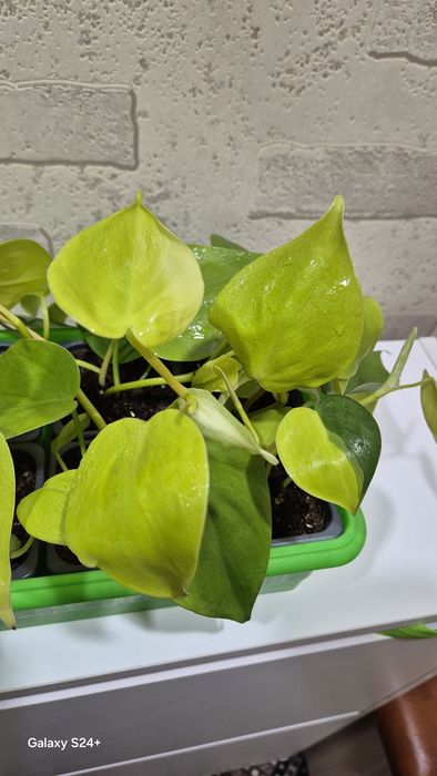 Филодендрон Лемон лайм