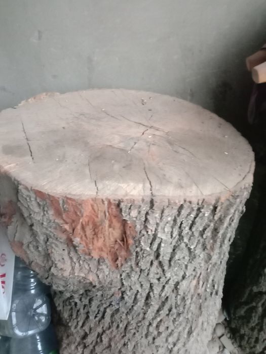 Кунда гош кунда 50 га 60 баланлиги 1 м дуп дарахиники