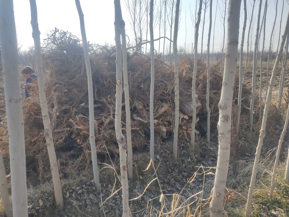 Утин сотилади срочно