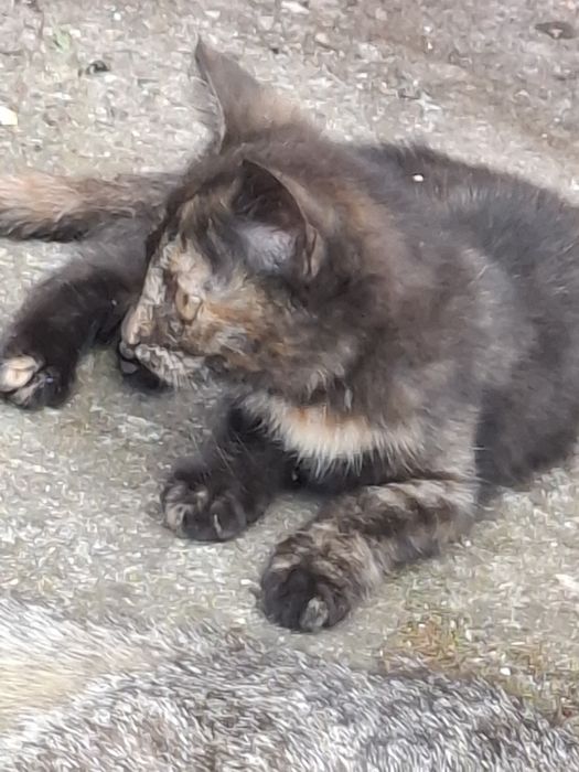 Подарявам котенце на 2 мес.