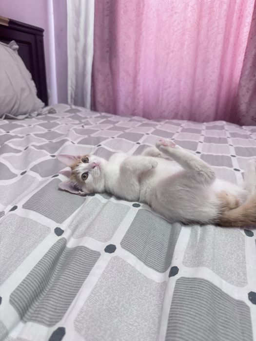 Милый котёнок в добрые руки бесплатно
