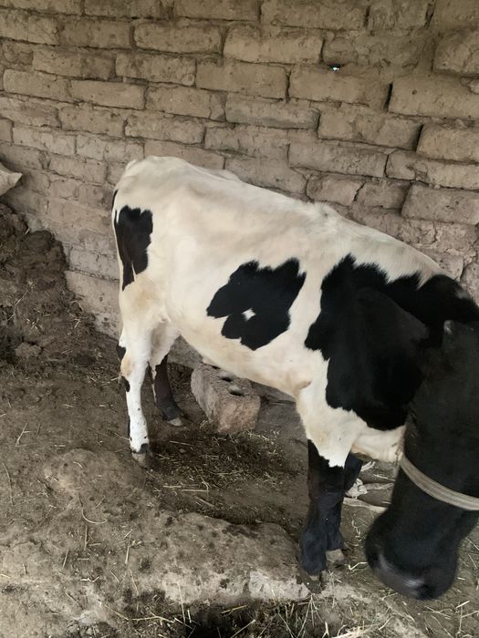 Мол хали бузоча зотор