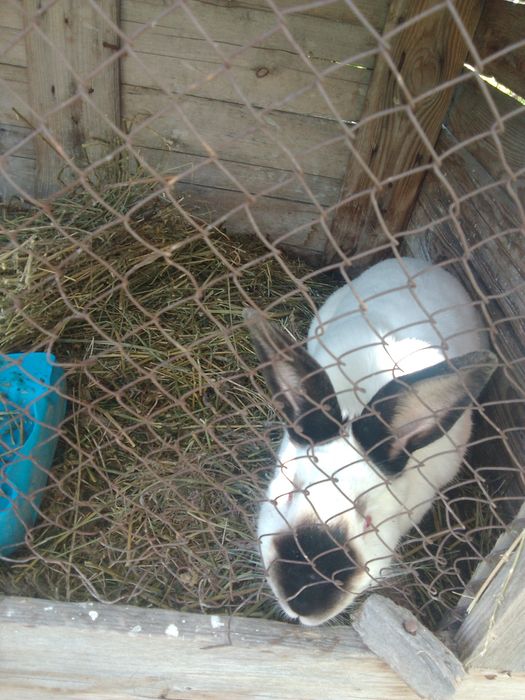 Продаются кролики