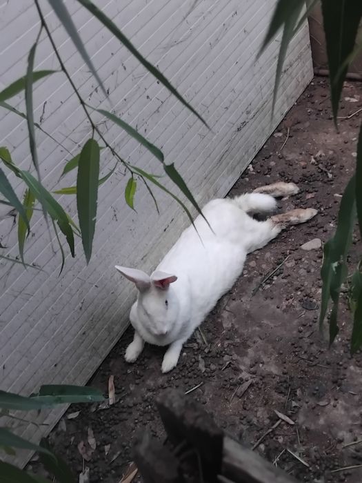 8 puiuți împreună cu mama lor cauta casa nouă!