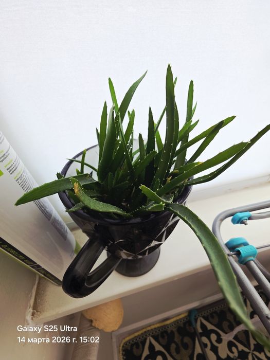 Цветы разные все аместе продаю