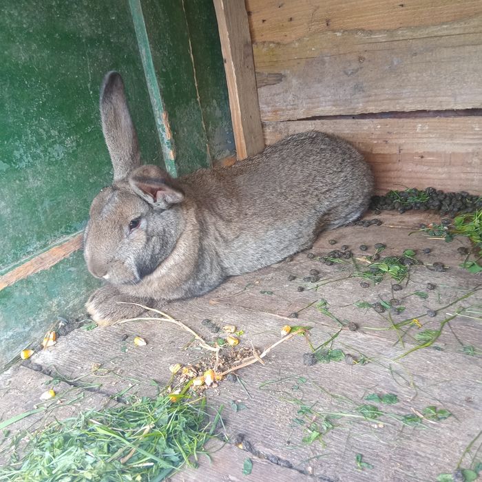 Vand o femela UG si una cap de leu una de 4 luni UG si aia cap de leu 6 luni