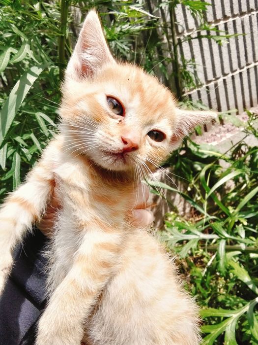 Котята 5 месяцев