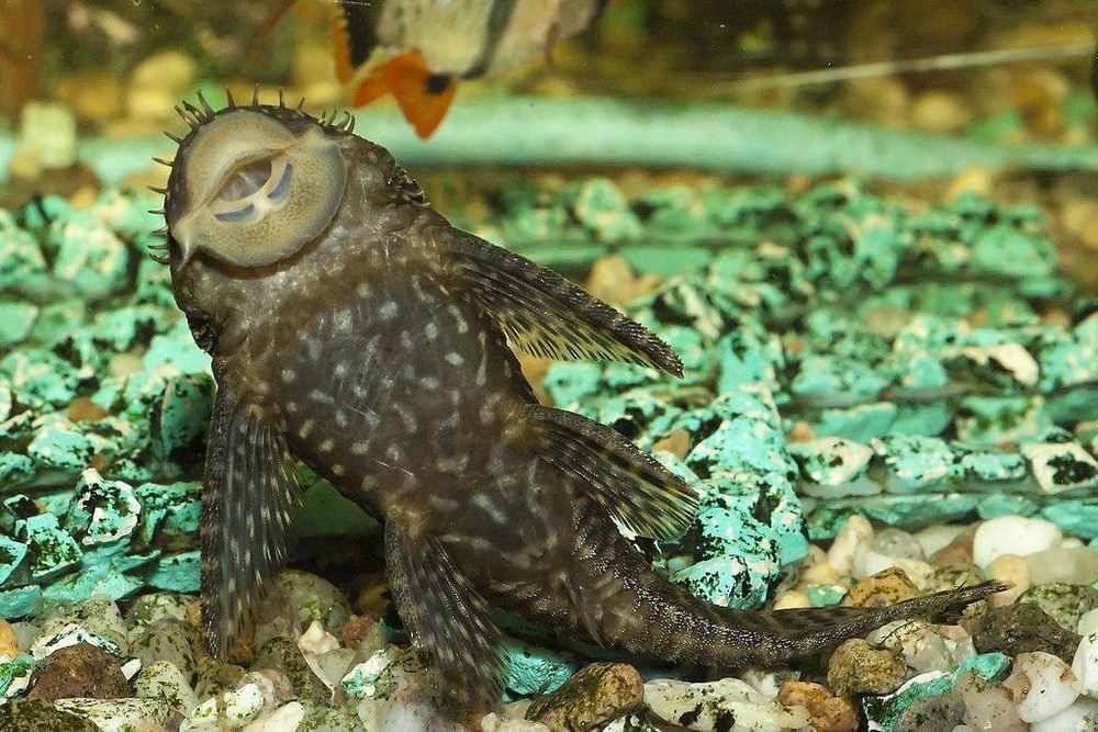 Сомик сом анциструс