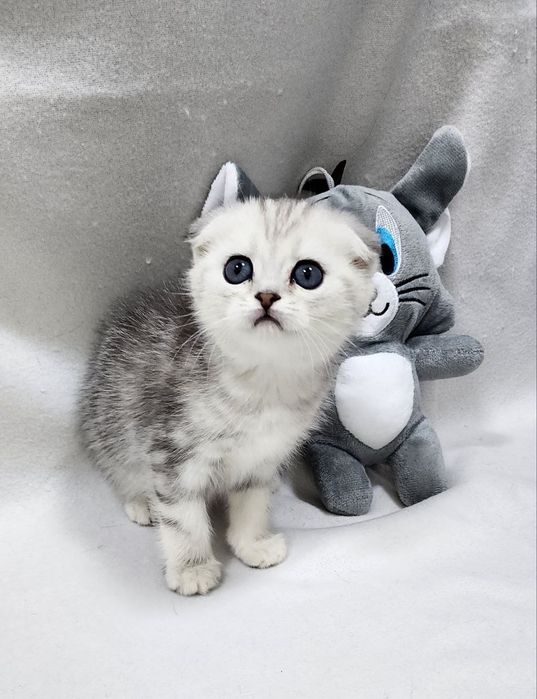 Мальчик скоттиш фолд серебристая шиншилла