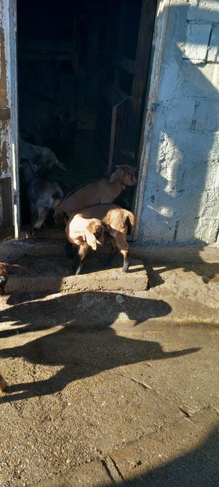 Iedițe anglonubian metis cu francez alpine din capre  foarte bune