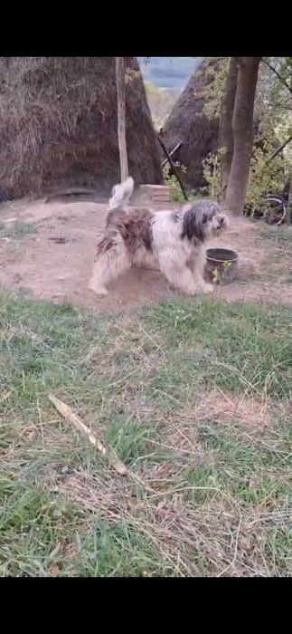 Vând două vaci bune