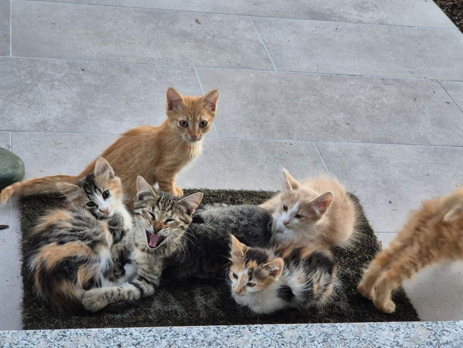 Котета търсят добри стопани