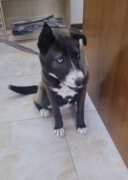 Тинки ищет дом. Доставлю!