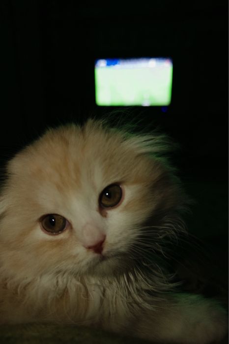 Scottish Fold кошечка